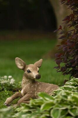 FAWN RISING ON ONE LEG