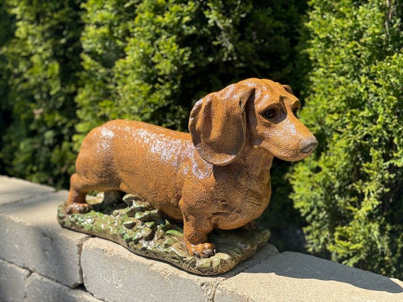 Dachshund