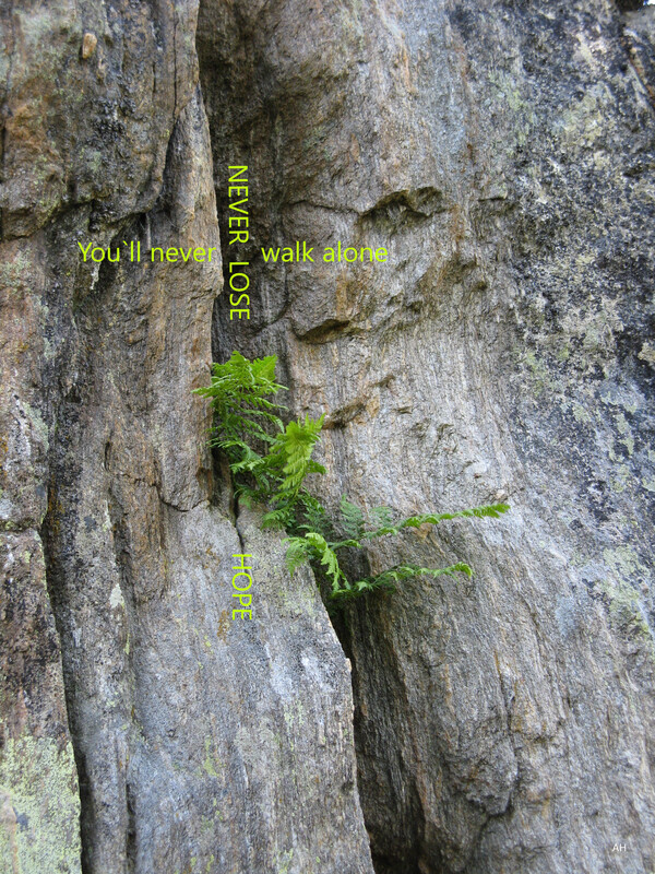 Never lose hope - Postkarte