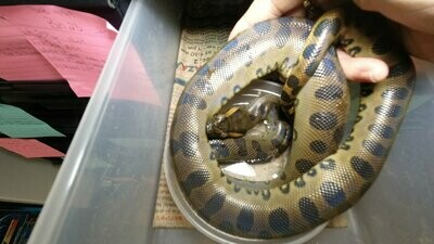 green anaconda for sale green anaconda for sale