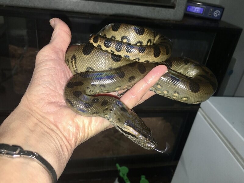 Spooky - Female Green Anaconda - DOB 10-31-21