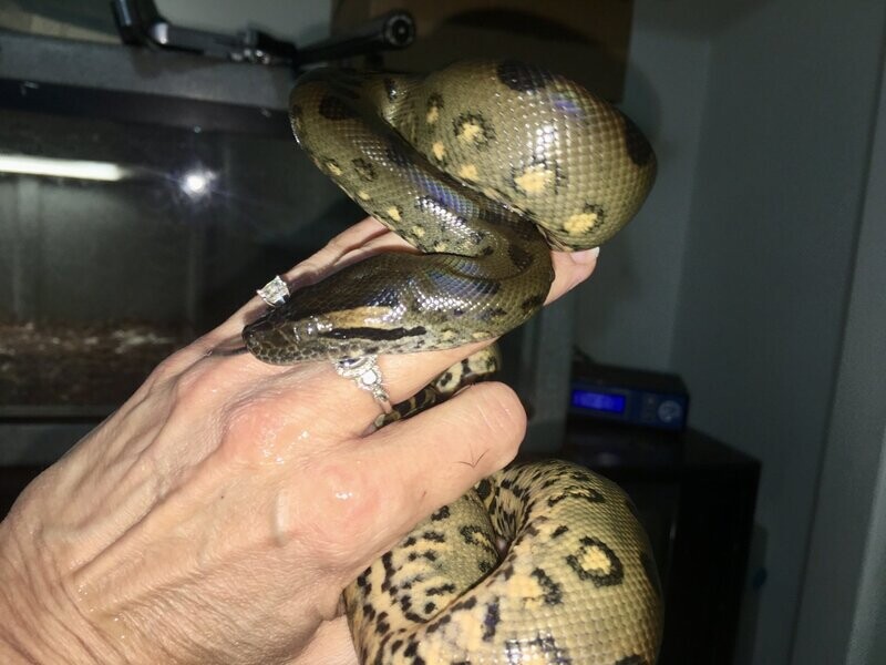 Mummy - Female Green Anaconda - DOB 10-31-21