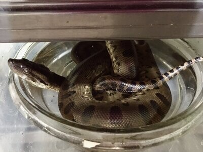 Carrie - Female Green Anaconda - DOB 10-31-21