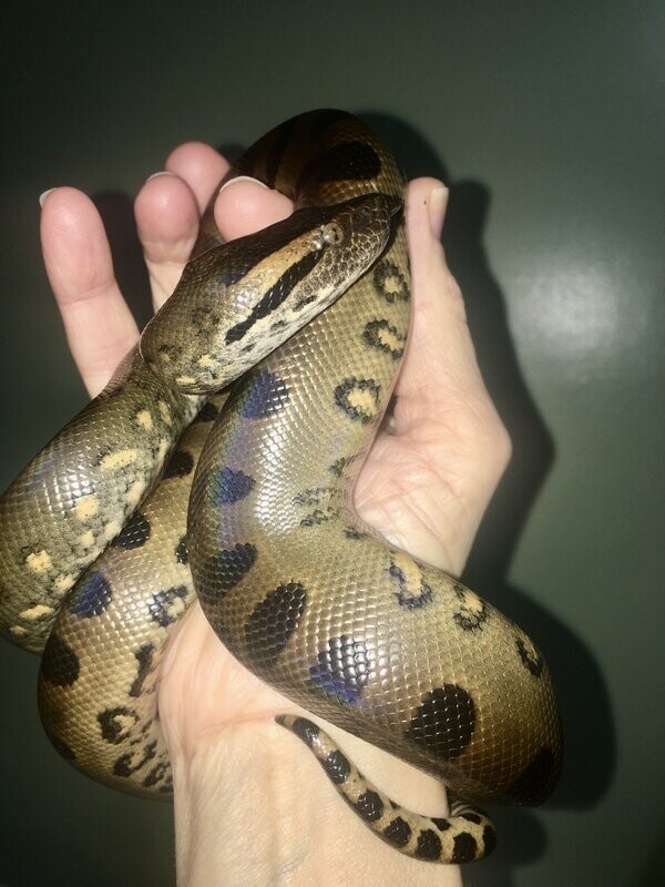 Beetlejuice - Male Green Anaconda - DOB 10-31-21