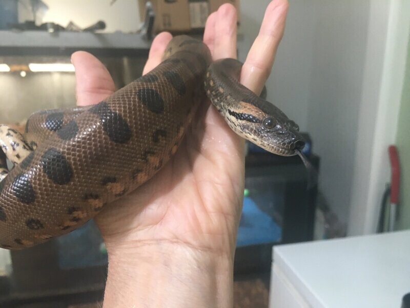 Frankenstein - Male Green Anaconda - DOB 10-31-21