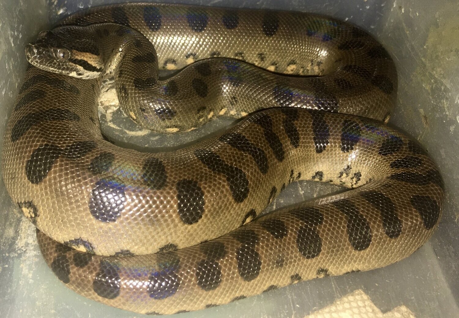 Jason - Male Green Anaconda - DOB 10-31-21