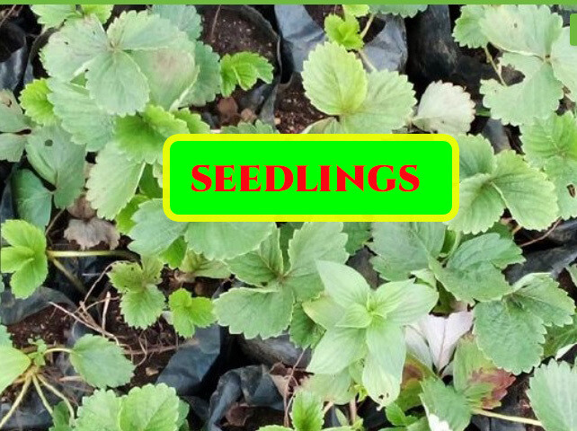 SEED SCHOOL