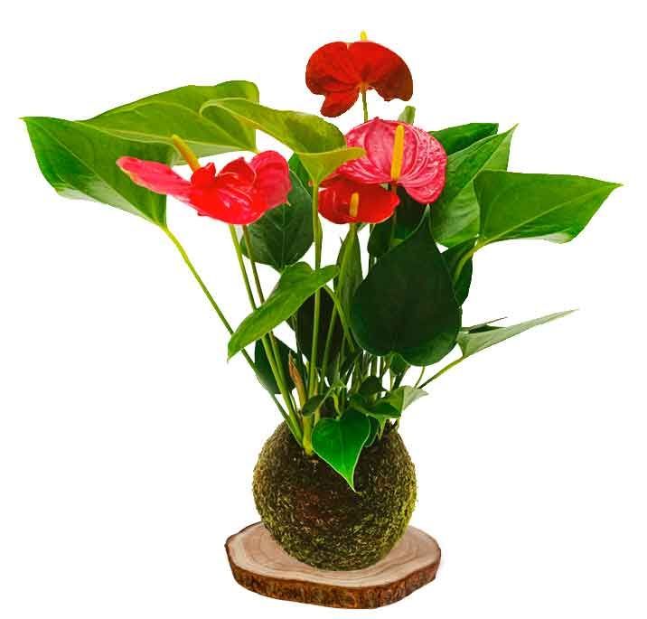 KOKEDAMA ANTURIO KOKEDAMA ANTURIO