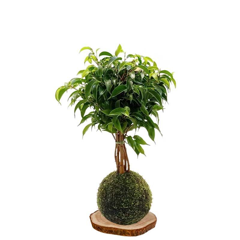 KOKEDAMA FICUS BENJAMINA KOKEDAMA FICUS BENJAMINA