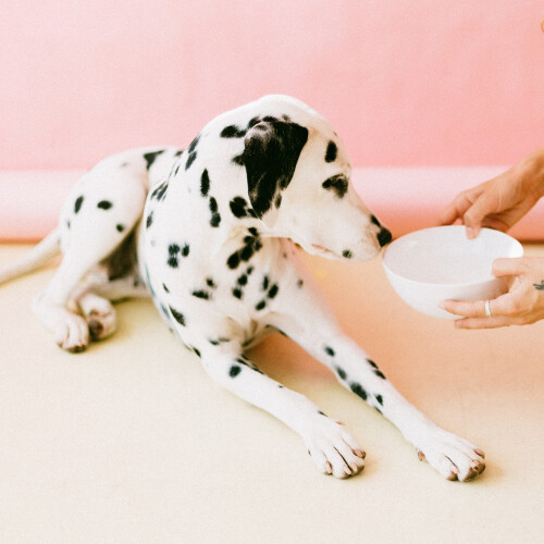Recipe Formulations for a Healthy Adult Dog