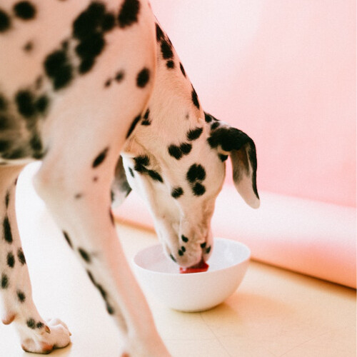 Recipe Formulation for a Healthy Adult Dog