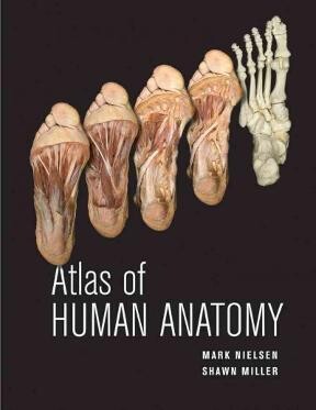 Atlas of Human Anatomy Nielsen print book for BIOL 2325 U of U anatomy class
