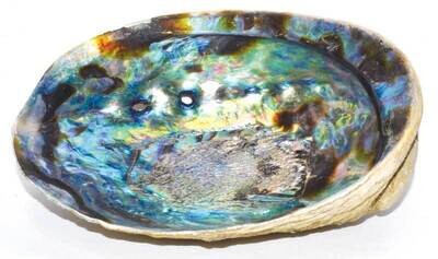 Abalone Shell 5-6 inch