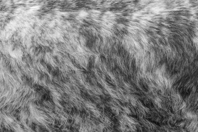 Salt and Pepper Long Hair