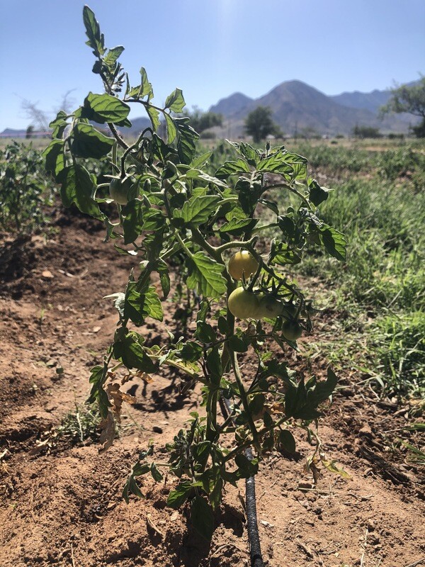 Tomatoes