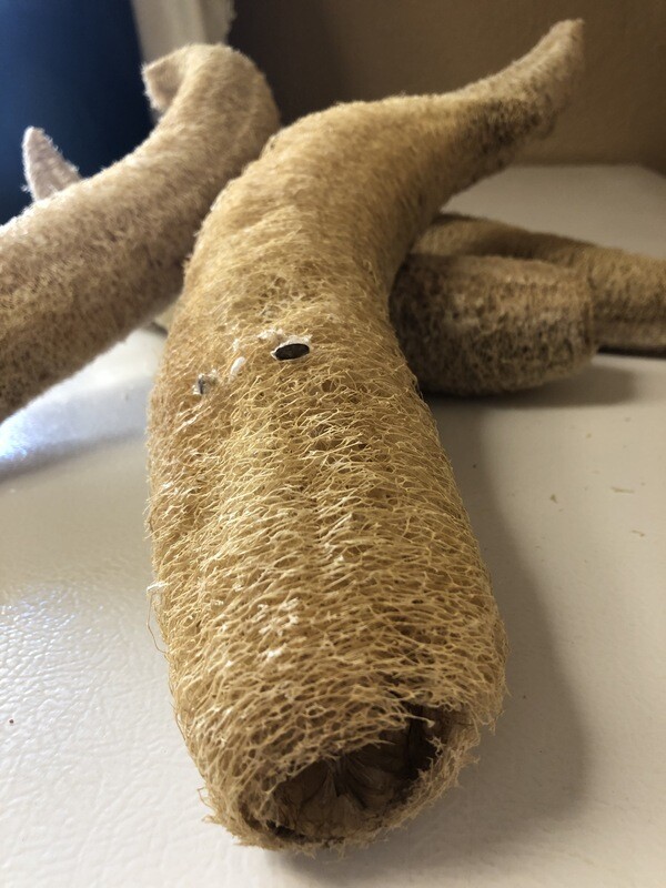 Natural Loofah (Luffa acutangula)