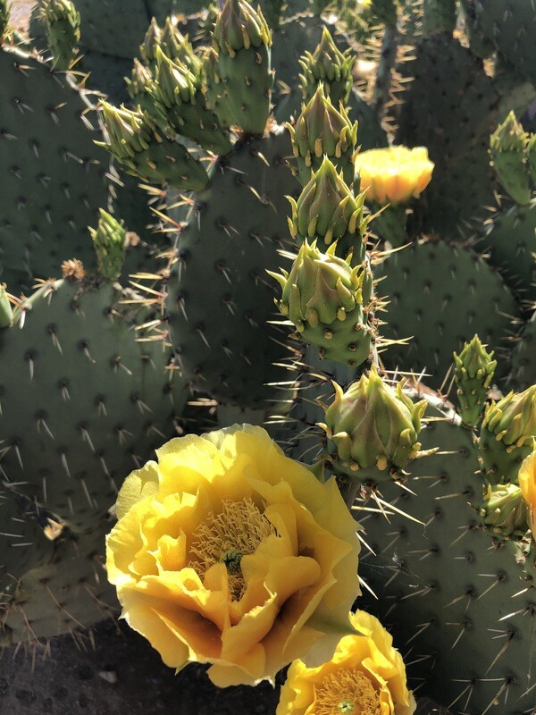 Prickly Pear Jelly