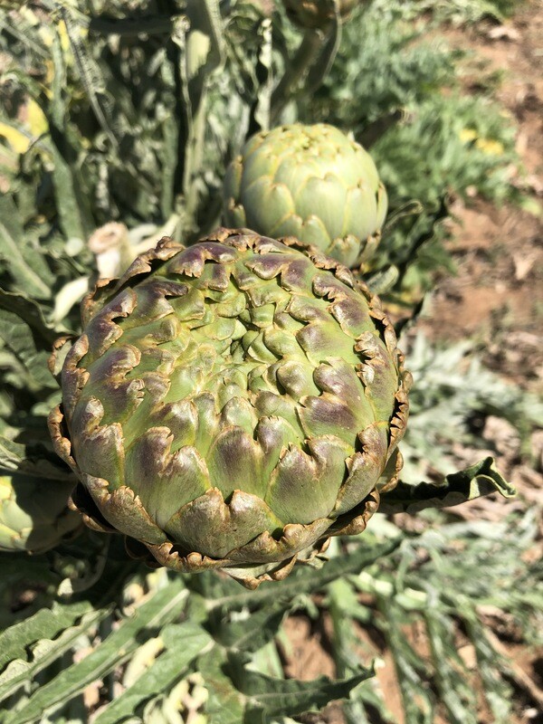 Artichokes