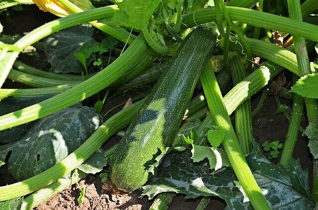 Squash - Zucchini Squash
