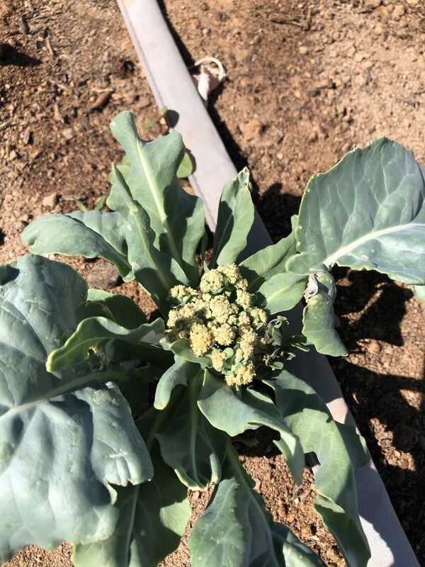 Cauliflower