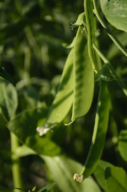 Sugar Peas