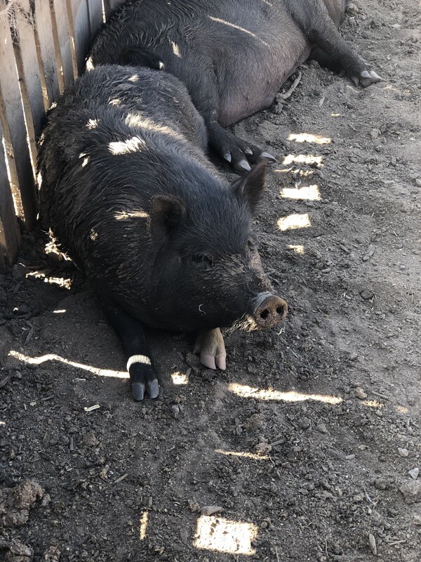 Pork - Ground *CALL FOR AVAILABILITY*