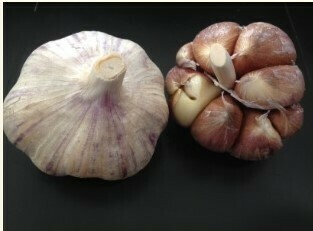 Garlic - Spanish Roja