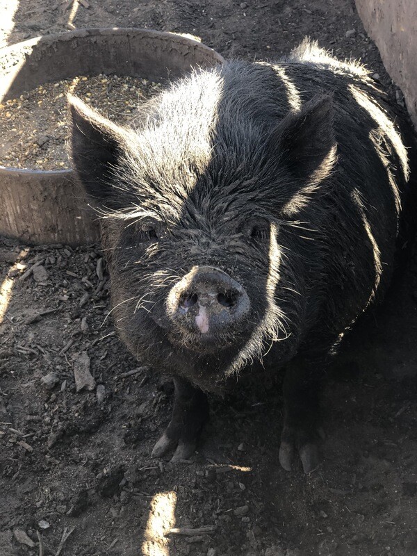 Pork - Cuts  *CALL FOR AVAILABILITY*