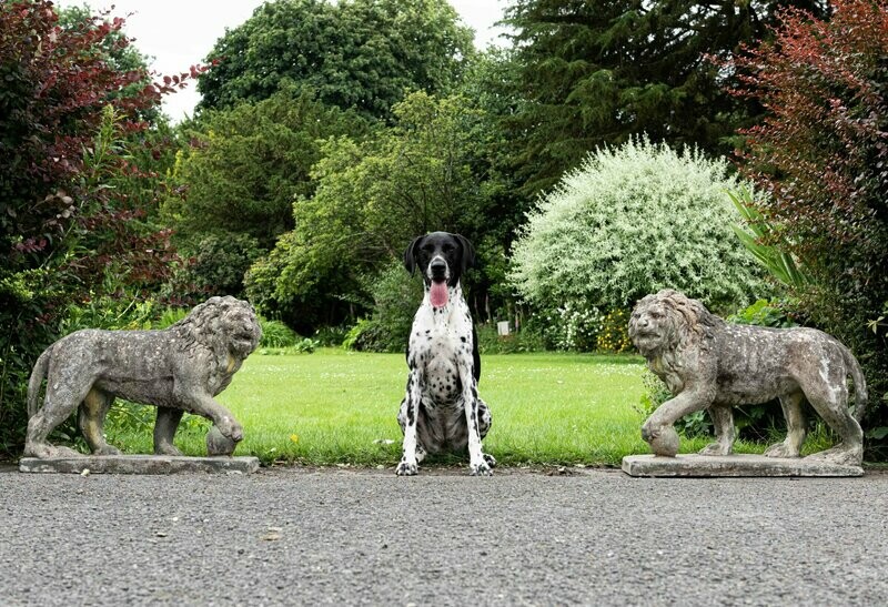 Pair of English Large Cast Stone Medici Lions