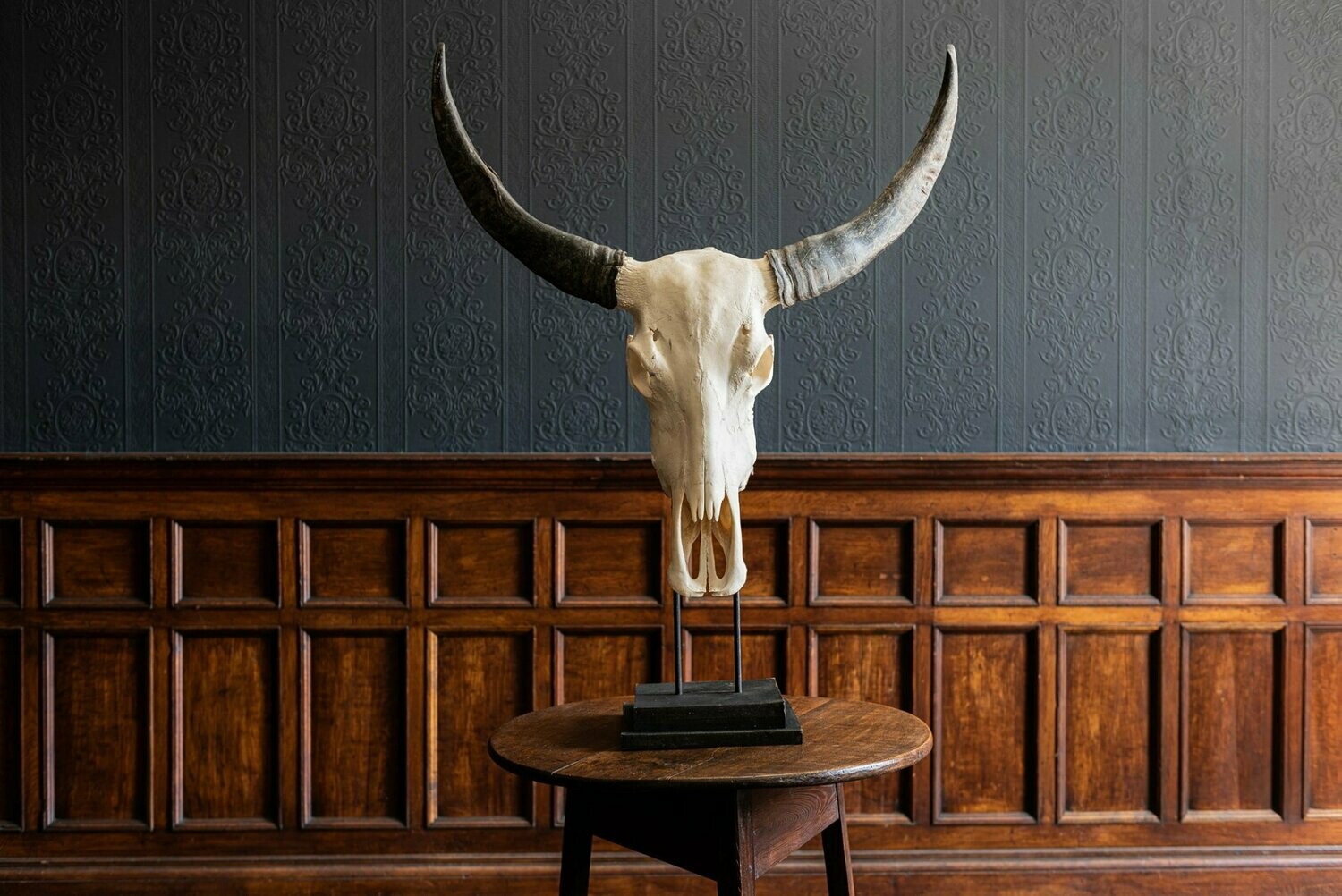 Large French Water Buffalo Horns