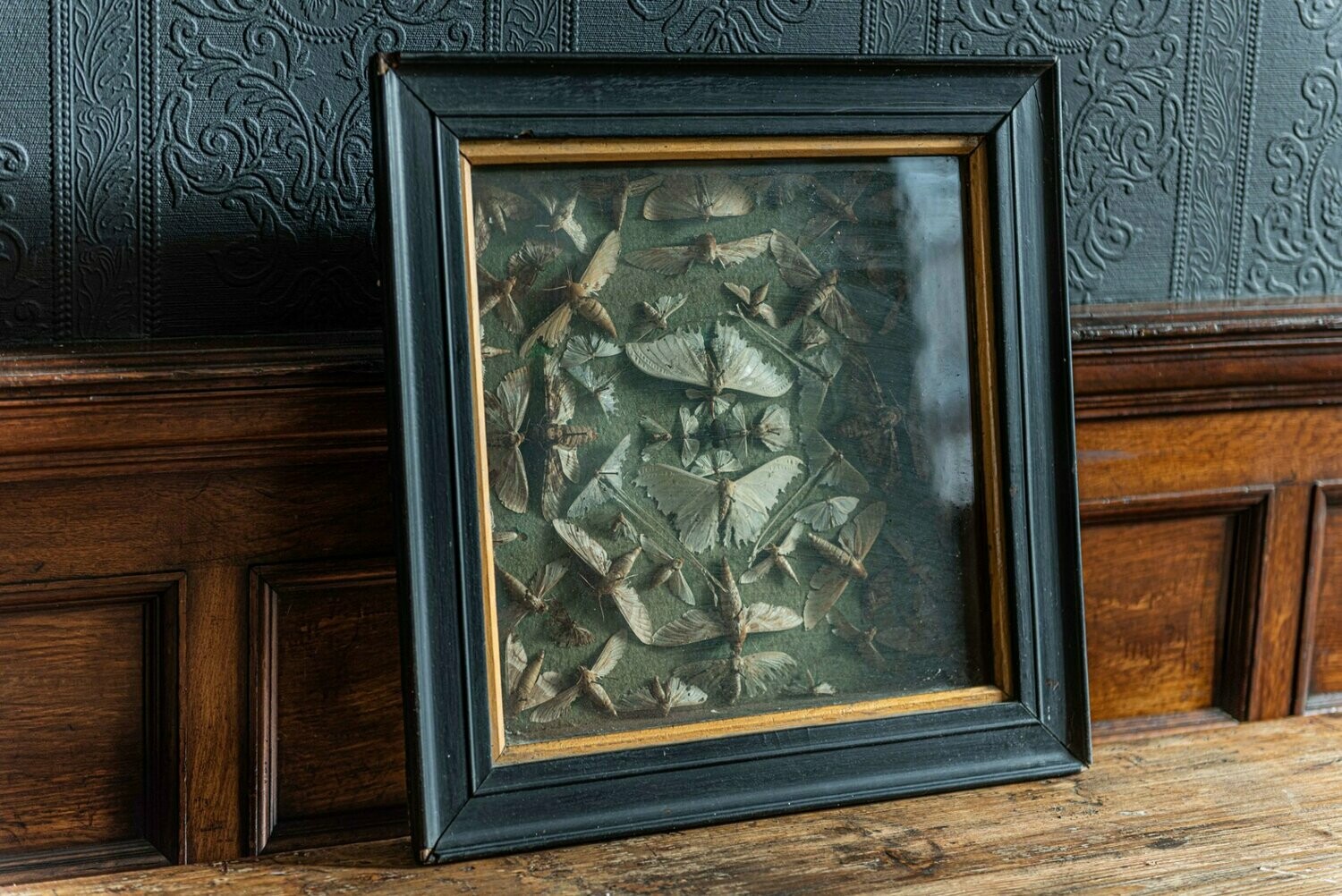 Ebonized Framed Death Head Moth Collection