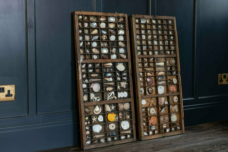 Pair of Large Seashell Collections