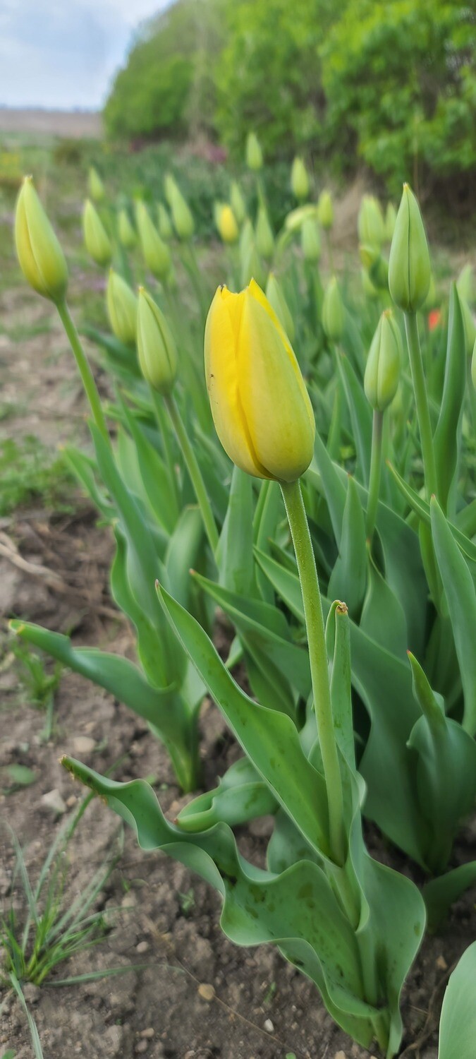 Big Smile Yellow Tulip MAY 2022 PICKUP
