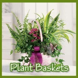 Plant Baskets