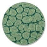 Pebeo Fantasy Prisme Paint - PEARL GREEN (19) 45ml