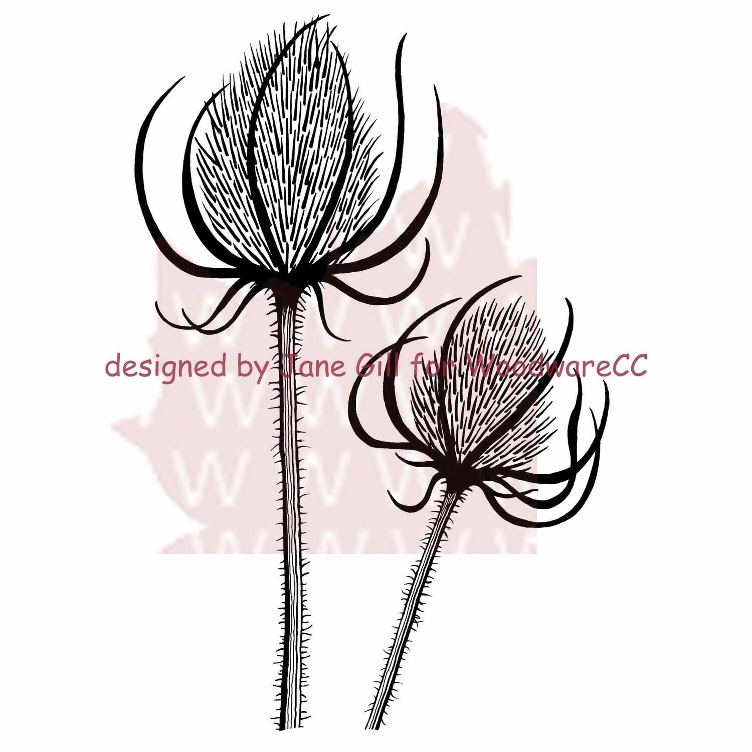 Woodware Crafts Acrylic Stamp Set - TEASELS