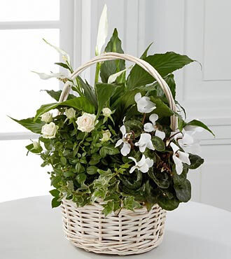 Planted Arrangement