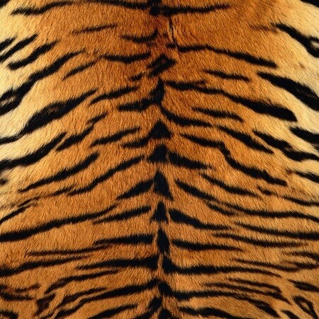Real Tiger