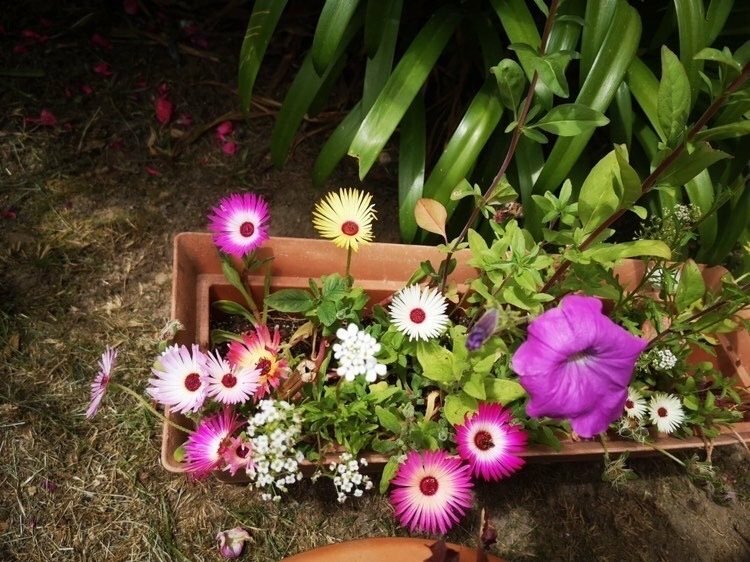 Cartes à planter – Collection Nouvelle Année 2026 ( 4 modèles aux choix)