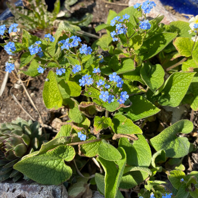 Graines de myosotis