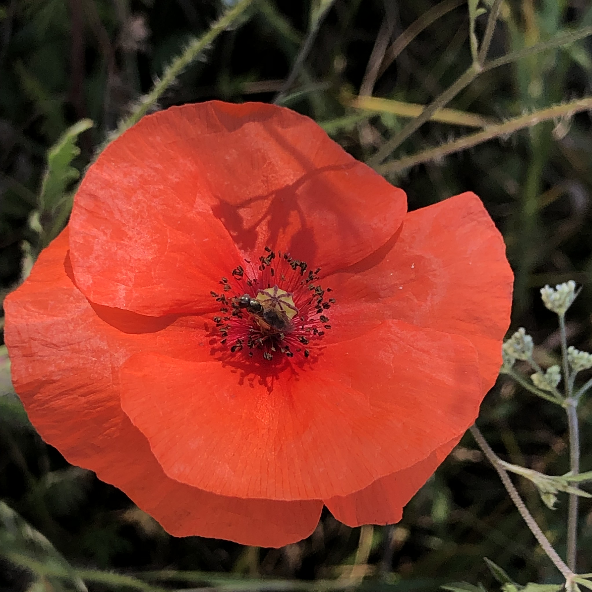 Carte A Planter Anniversaire Coquelicots