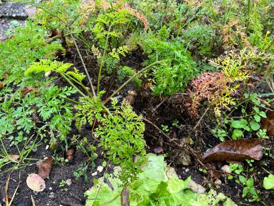 Herbes aromatiques 