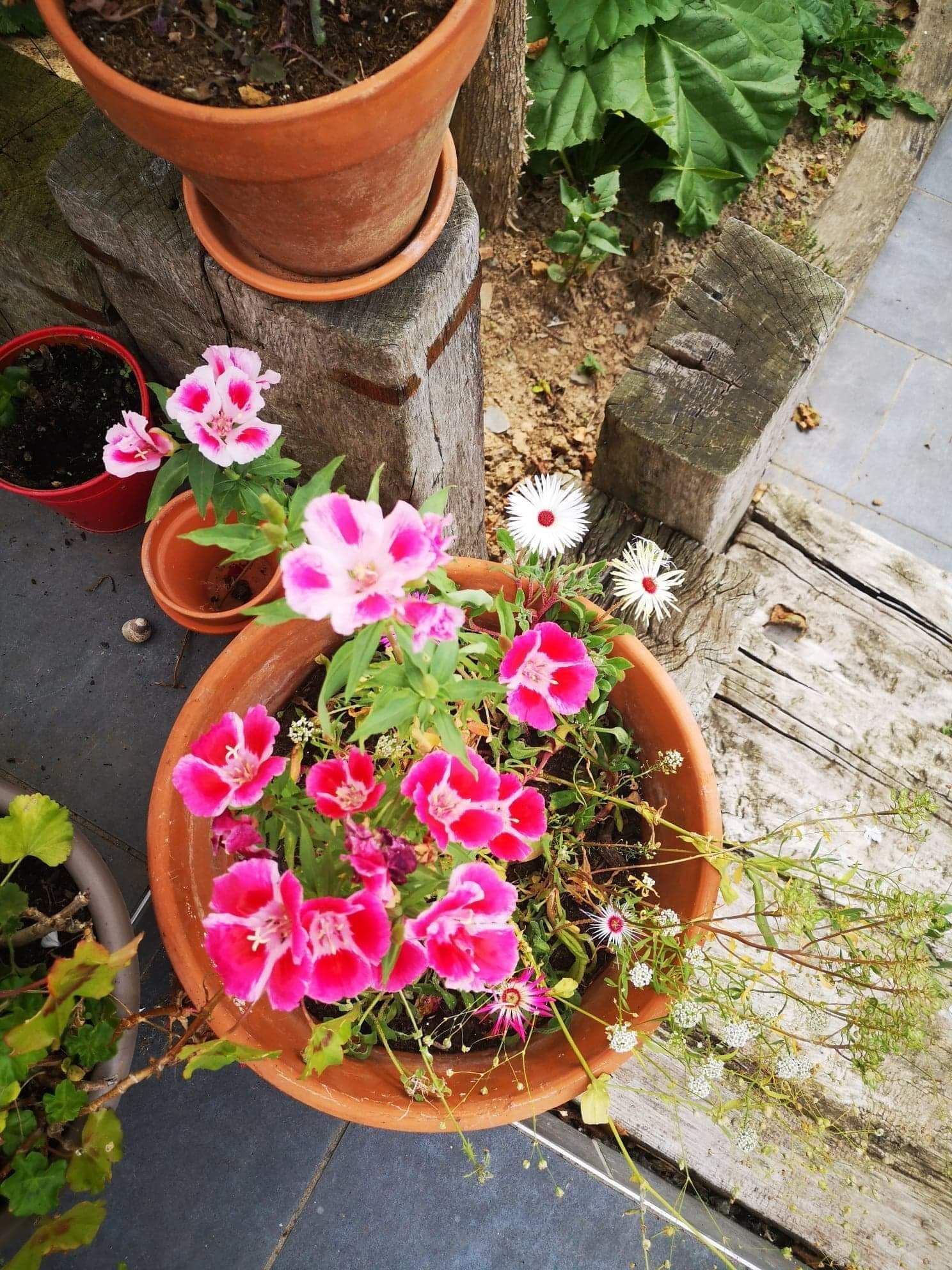 Carte de Pâques à planter (5 modèles au choix)