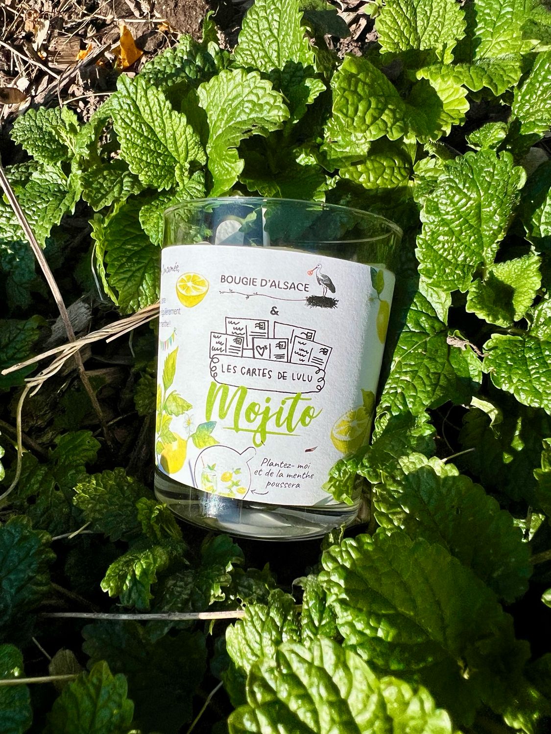 Bougie à planter "Mojito"