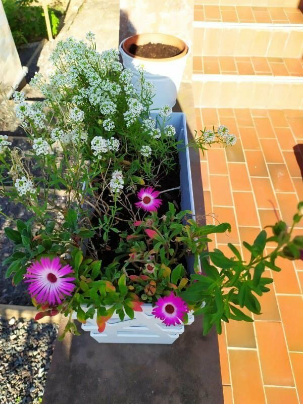 Carte à planter