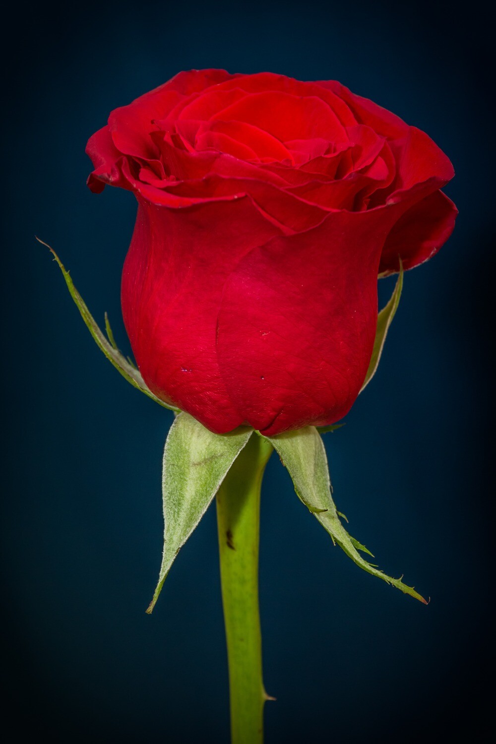 ROSA DE SANT JORDI