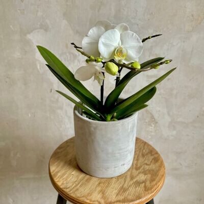 Orchidee in weiß mit passendem Übertopf