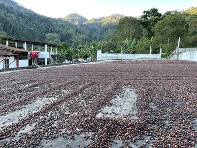 Honduras - Natural | Monte Vista