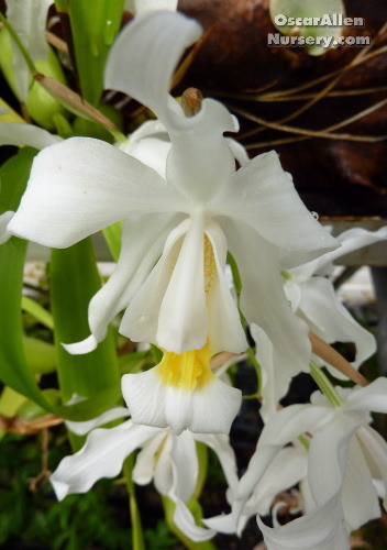 Coelogyne cristata   bare root division