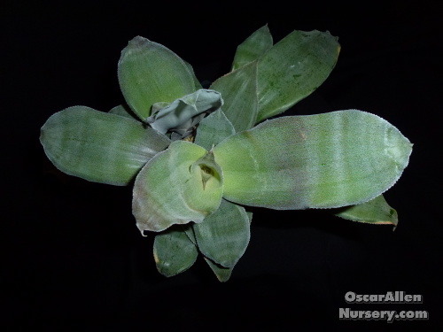 Cryptanthus agryophyllis in 2.25" pot